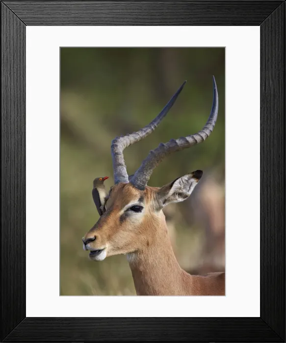 Framed Print : Impala (Aepyceros melampus) with a red-billed oxpecker (Buphagus erythrorhynchus) Framed Print : Impala (Aepyceros melampus) with a red-billed oxpecker (Buphagus erythrorhynchus)