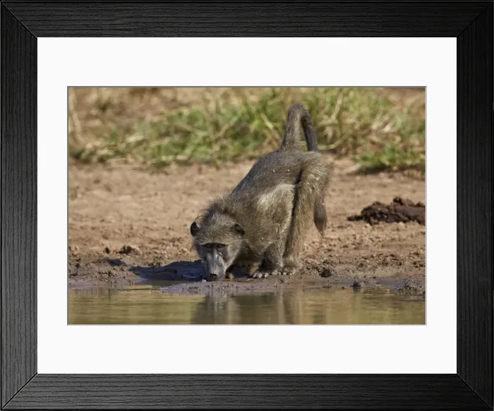Framed Print : Chacma baboon (Papio ursinus) drinking, Kruger National Park, South Africa, Africa Framed Print : Chacma baboon (Papio ursinus) drinking, Kruger National Park, South Africa, Africa