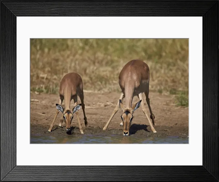 Framed Print : Impala (Aepyceros melampus) doe and calf drinking, Kruger National Park, South Africa Framed Print : Impala (Aepyceros melampus) doe and calf drinking, Kruger National Park, South Africa