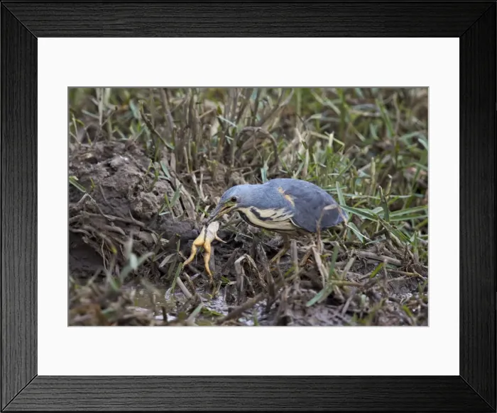Framed Print : Dwarf bittern (Ixobrychus sturmii) with a platanna, Kruger National Park, South Africa Framed Print : Dwarf bittern (Ixobrychus sturmii) with a platanna, Kruger National Park, South Africa
