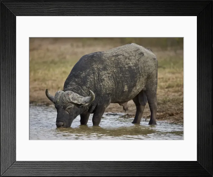 Framed Print : Cape buffalo (African buffalo) (Syncerus caffer) bull drinking, Kruger National Park Framed Print : Cape buffalo (African buffalo) (Syncerus caffer) bull drinking, Kruger National Park