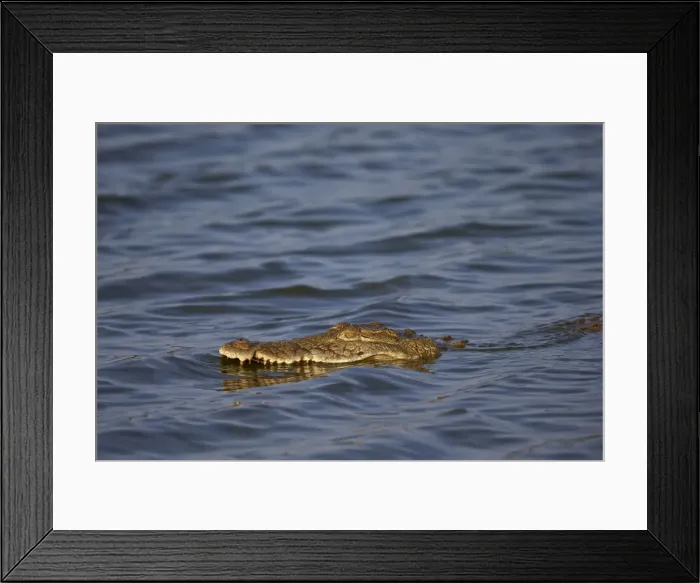 Framed Print : Nile crocodile (Crocodylus niloticus) swimming, Kruger National Park, South Africa Framed Print : Nile crocodile (Crocodylus niloticus) swimming, Kruger National Park, South Africa