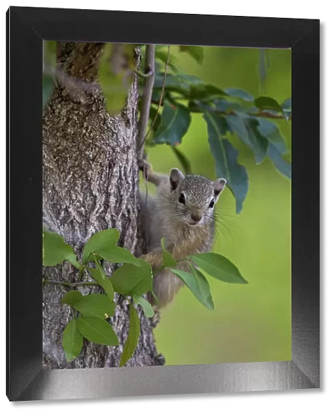 Tree squirrel (Smiths bush squirrel) (yellow-footed squirrel) (Paraxerus cepapi)