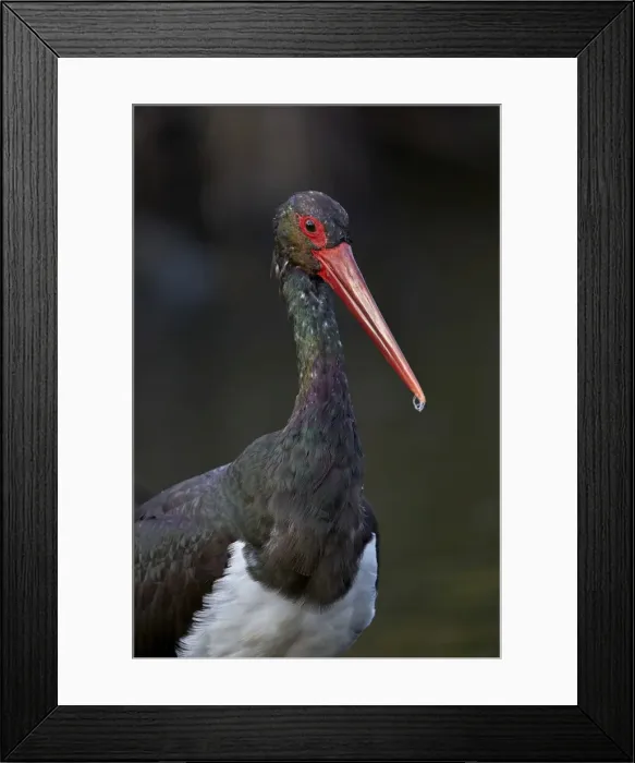 Framed Print : Black stork (Ciconia nigra), Kruger National Park, South Africa, Africa Framed Print : Black stork (Ciconia nigra), Kruger National Park, South Africa, Africa
