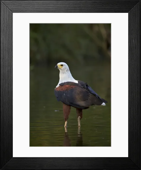 Framed Print : African fish eagle (Haliaeetus vocifer), Kruger National Park, South Africa, Africa Framed Print : African fish eagle (Haliaeetus vocifer), Kruger National Park, South Africa, Africa