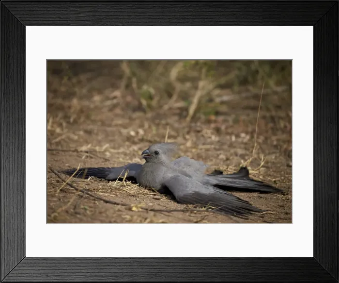 Framed Print : Grey lourie (go-away bird) (Corythaixoides concolor), Kruger National Park, South Africa Framed Print : Grey lourie (go-away bird) (Corythaixoides concolor), Kruger National Park, South Africa
