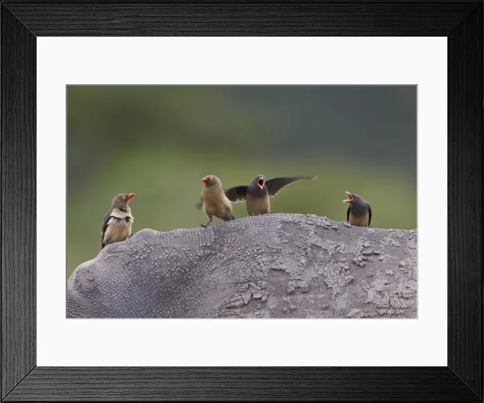 Framed Print : Red-billed oxpecker (Buphagus erythrorhynchus), Kruger National Park, South Africa Framed Print : Red-billed oxpecker (Buphagus erythrorhynchus), Kruger National Park, South Africa