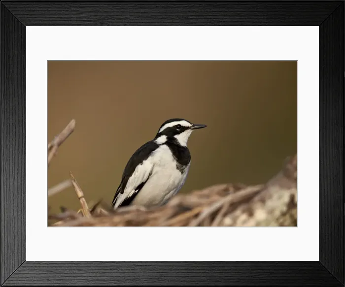 Framed Print : African pied wagtail (Motacilla aguimp), Kruger National Park, South Africa, Africa Framed Print : African pied wagtail (Motacilla aguimp), Kruger National Park, South Africa, Africa