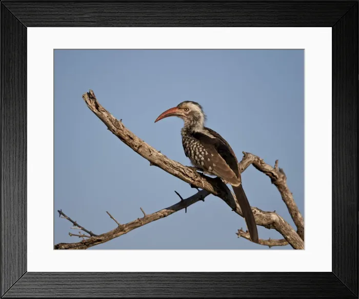 Framed Print : Southern red-billed hornbill (Tockus rufirostris), Kruger National Park, South Africa Framed Print : Southern red-billed hornbill (Tockus rufirostris), Kruger National Park, South Africa