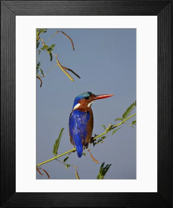 Framed Print : Malachite kingfisher (Alcedo cristata), Kruger National Park, South Africa, Africa Framed Print : Malachite kingfisher (Alcedo cristata), Kruger National Park, South Africa, Africa
