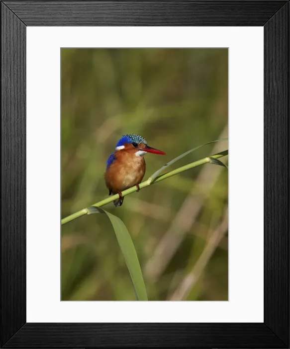 Framed Print : Malachite kingfisher (Alcedo cristata), Kruger National Park, South Africa, Africa Framed Print : Malachite kingfisher (Alcedo cristata), Kruger National Park, South Africa, Africa