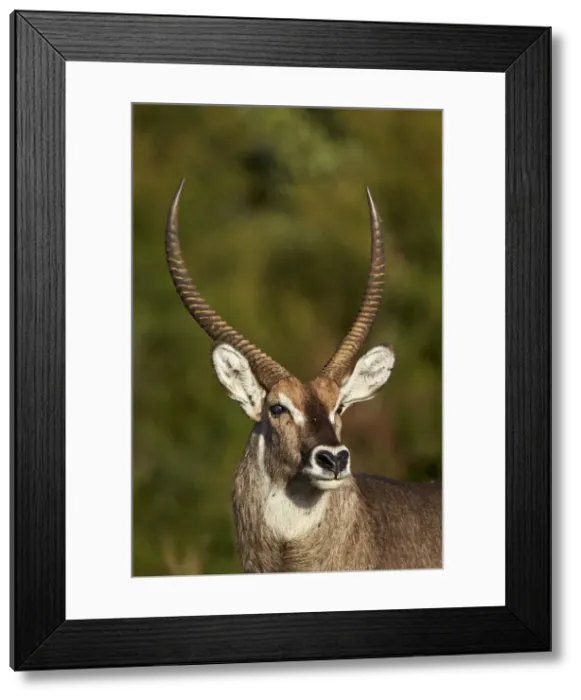Framed Print : Common waterbuck (Ellipsen waterbuck) (Kobus ellipsiprymnus ellipsiprymnus) buck Framed Print : Common waterbuck (Ellipsen waterbuck) (Kobus ellipsiprymnus ellipsiprymnus) buck