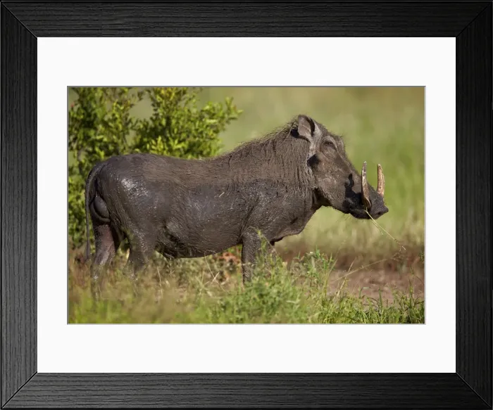 Framed Print : Warthog (Phacochoerus aethiopicus) male, Kruger National Park, South Africa, Africa Framed Print : Warthog (Phacochoerus aethiopicus) male, Kruger National Park, South Africa, Africa