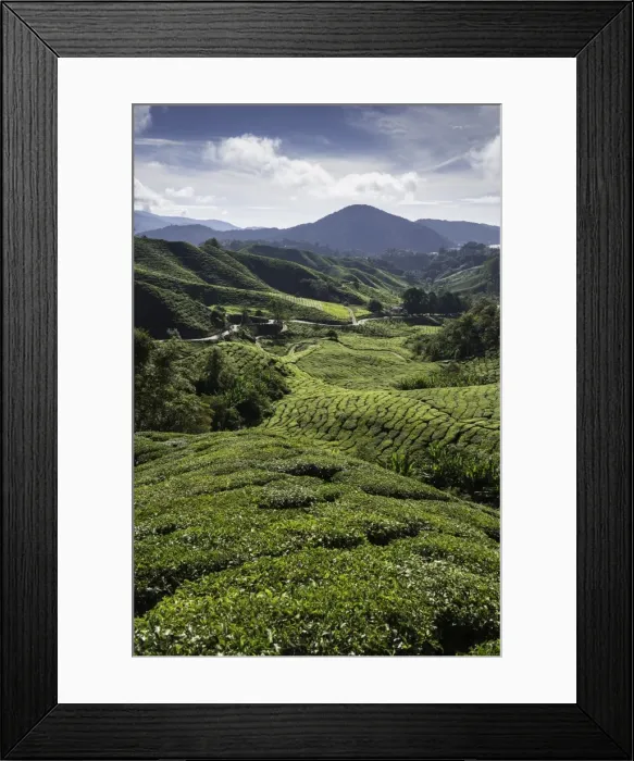 Framed Print : Tea plantations in the Cameron Highlands, Malaysia, Southeast Asia, Asia Framed Print : Tea plantations in the Cameron Highlands, Malaysia, Southeast Asia, Asia