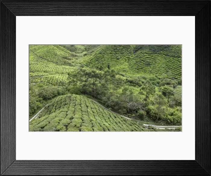 Framed Print : Panoramic view of the tea plantations in the Cameron Highlands, Malaysia, Southeast Asia