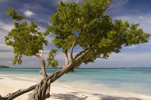 A tree growing on Guardalavaca Beach, Guardalavaca, eastern coast, Cuba