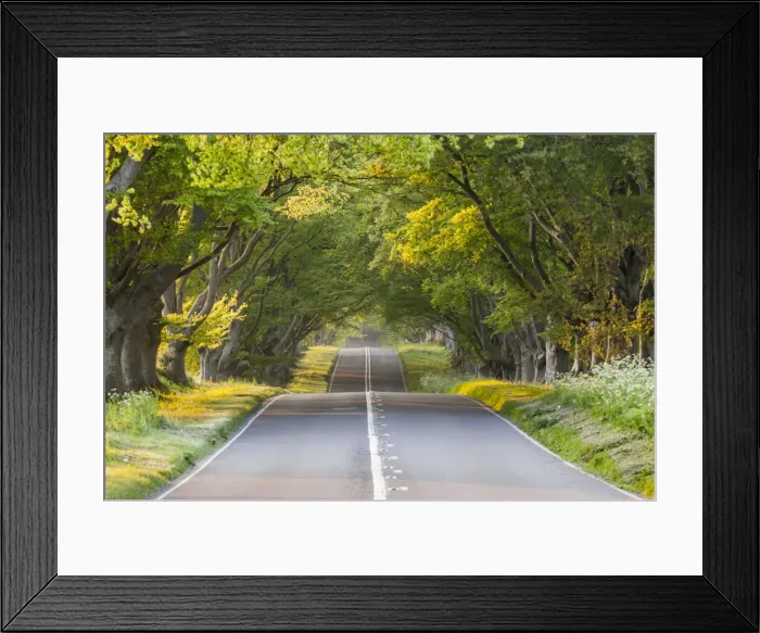 Framed Print : The low evening light through the branches of the beech tree avenue, Kingston Lacy Framed Print : The low evening light through the branches of the beech tree avenue, Kingston Lacy
