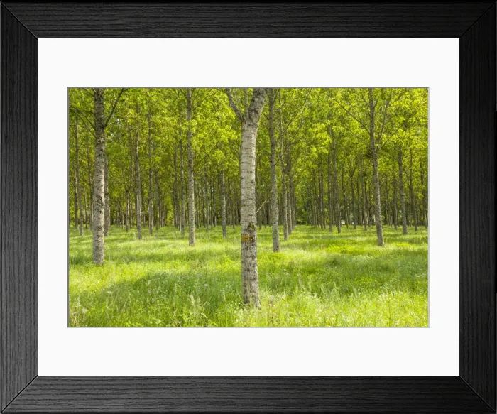 Framed Print : Rows of orderly trees near Fontaines-en-Sologne, Loir-et-Cher, Centre, France, Europe Framed Print : Rows of orderly trees near Fontaines-en-Sologne, Loir-et-Cher, Centre, France, Europe