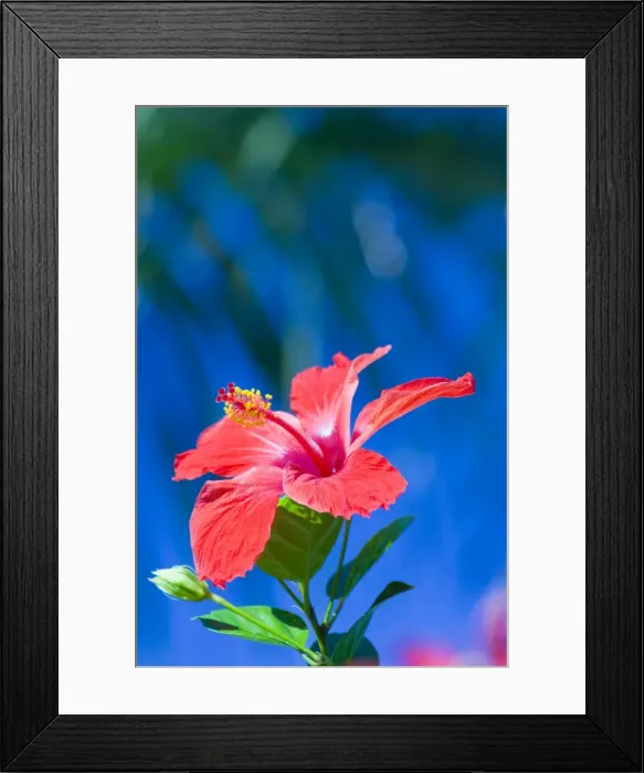 Framed Print : A red hibiscus flower in January, Cuba, West Indies, Central America Framed Print : A red hibiscus flower in January, Cuba, West Indies, Central America