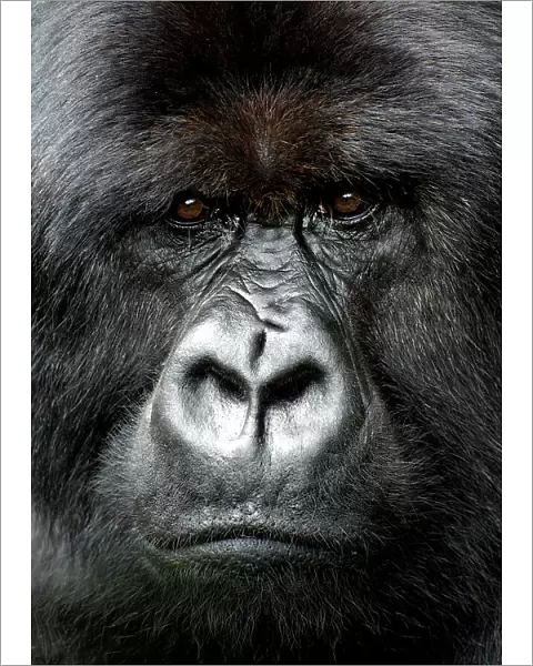 Silverback gorilla looking intensely, in the Volcanoes National Park, Rwanda, Africa