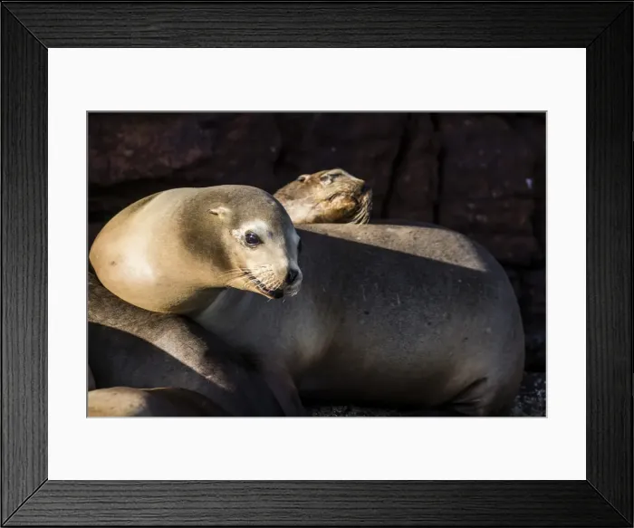 Framed Print : California sea lions (Zalophus californianus) hauled out on Los Islotes, Baja California Sur Framed Print : California sea lions (Zalophus californianus) hauled out on Los Islotes, Baja California Sur
