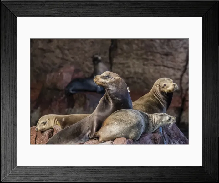Framed Print : California sea lions (Zalophus californianus) hauled out on Los Islotes, Baja California Sur Framed Print : California sea lions (Zalophus californianus) hauled out on Los Islotes, Baja California Sur
