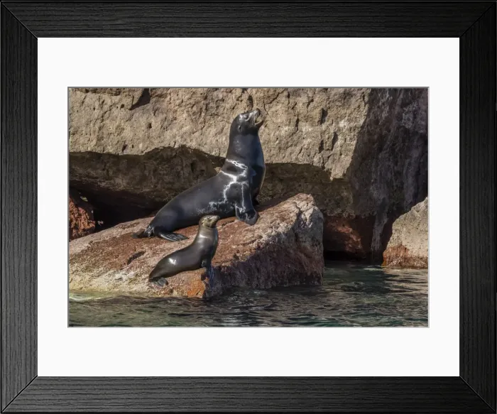 Framed Print : California sea lion (Zalophus californianus) bull and pup hauled out on Los Islotes