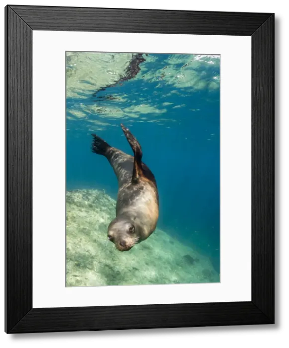 Framed Print : Adult California sea lion (Zalophus californianus) underwater at Los Islotes, Baja California Sur Framed Print : Adult California sea lion (Zalophus californianus) underwater at Los Islotes, Baja California Sur