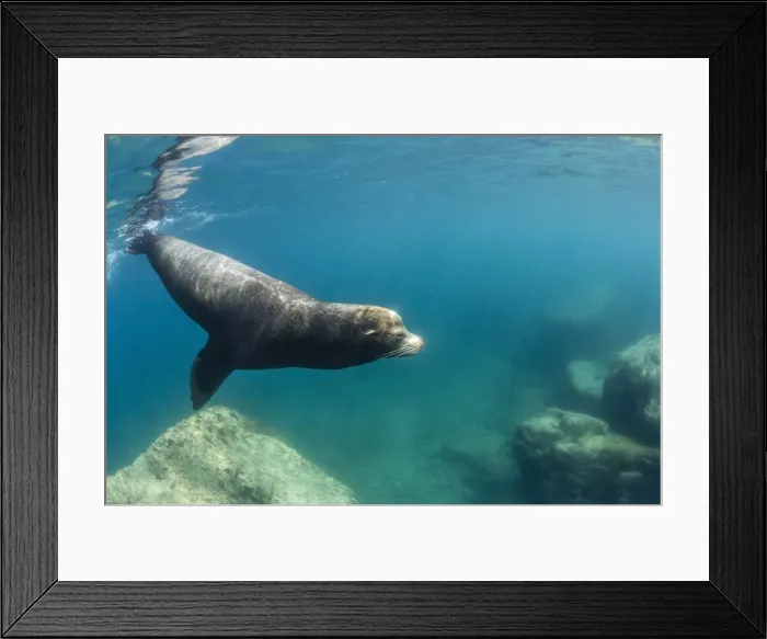 Framed Print : Adult California sea lion (Zalophus californianus) bull underwater at Los Islotes Framed Print : Adult California sea lion (Zalophus californianus) bull underwater at Los Islotes