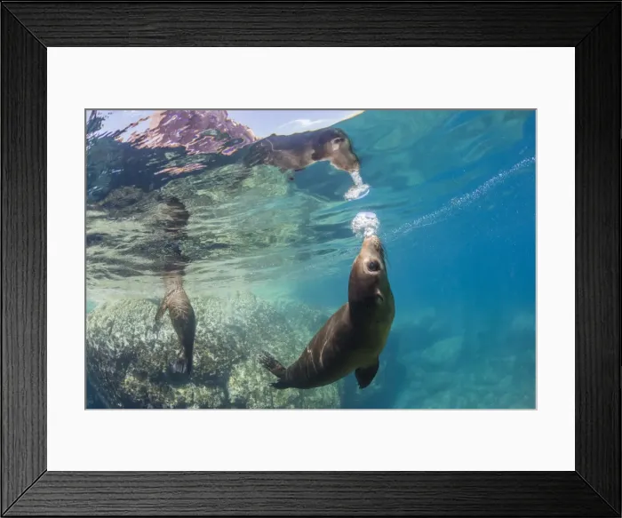 Framed Print : Adult California sea lions (Zalophus californianus) underwater at Los Islotes, Baja California Sur Framed Print : Adult California sea lions (Zalophus californianus) underwater at Los Islotes, Baja California Sur