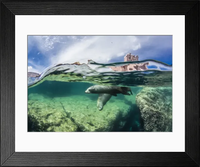 Framed Print : California sea lions (Zalophus californianus), half above and half below at Los Islotes Framed Print : California sea lions (Zalophus californianus), half above and half below at Los Islotes