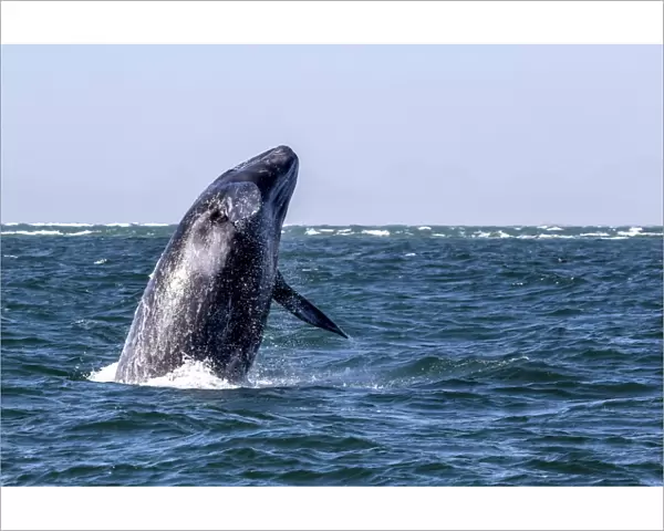 California gray whale calf (Eschrichtius robustus) breaching in San Ignacio Lagoon