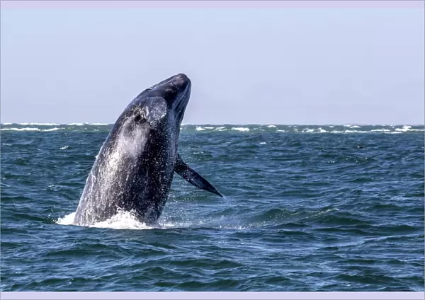 California gray whale calf (Eschrichtius robustus) breaching in San Ignacio Lagoon