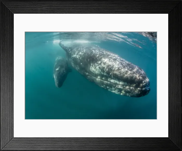 Framed Print : California gray whale (Eschrichtius robustus) mother and calf underwater in San Ignacio Lagoon Framed Print : California gray whale (Eschrichtius robustus) mother and calf underwater in San Ignacio Lagoon