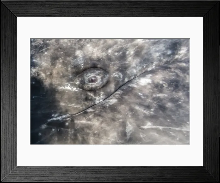 Framed Print : Close-up of eye of a California gray whale (Eschrichtius robustus)l underwater in Framed Print : Close-up of eye of a California gray whale (Eschrichtius robustus)l underwater in