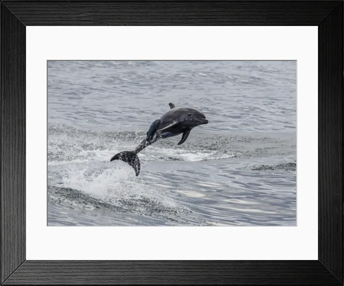 Framed Print : Adult bottlenose dolphin (Tursiops truncatus), leaping into the air near Santa Rosalia Framed Print : Adult bottlenose dolphin (Tursiops truncatus), leaping into the air near Santa Rosalia