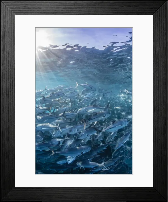 Framed Print : A large school of bigeye trevally (Caranx sexfasciatus) in deep water near Cabo Pulmo, Baja California Sur, Mexico, North America Framed Print : A large school of bigeye trevally (Caranx sexfasciatus) in deep water near Cabo Pulmo, Baja California Sur, Mexico, North America