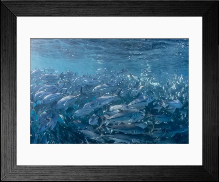 Framed Print : A large school of bigeye trevally (Caranx sexfasciatus) in deep water near Cabo Pulmo, Baja California Sur, Mexico, North America Framed Print : A large school of bigeye trevally (Caranx sexfasciatus) in deep water near Cabo Pulmo, Baja California Sur, Mexico, North America