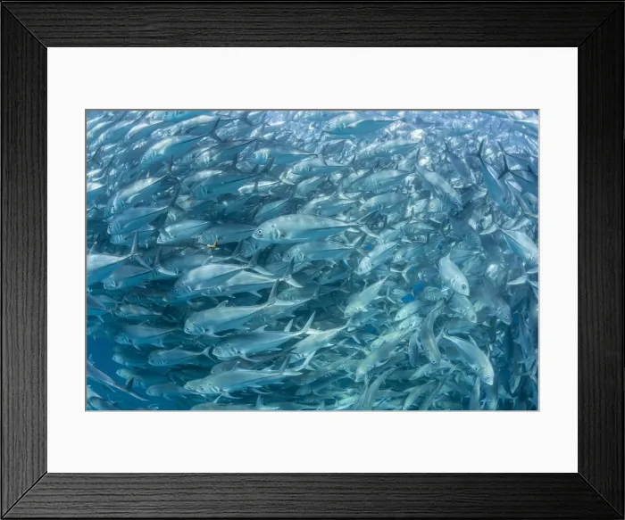Framed Print : A large school of bigeye trevally (Caranx sexfasciatus) in deep water near Cabo Pulmo, Baja California Sur, Mexico, North America Framed Print : A large school of bigeye trevally (Caranx sexfasciatus) in deep water near Cabo Pulmo, Baja California Sur, Mexico, North America