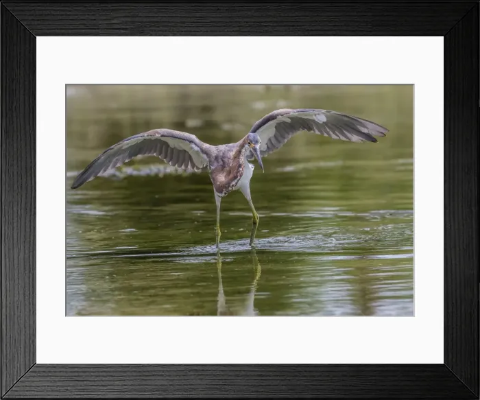Framed Print : An adult tricolored heron (Egretta tricolor) stalking prey in a stream, San Jose del Cabo Framed Print : An adult tricolored heron (Egretta tricolor) stalking prey in a stream, San Jose del Cabo