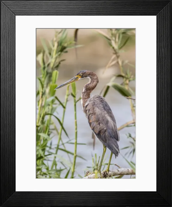 Framed Print : An adult tricolored heron (Egretta tricolor) in a stream, San Jose del Cabo, Baja California Sur Framed Print : An adult tricolored heron (Egretta tricolor) in a stream, San Jose del Cabo, Baja California Sur