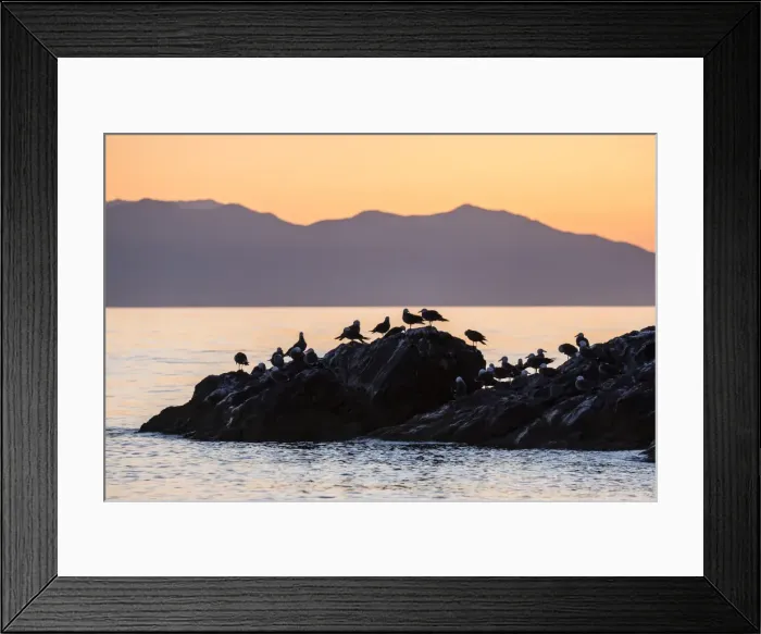 Framed Print : Heermanns gulls (Larus heermanni) at sunset on Isla Rasita, Baja California, Mexico Framed Print : Heermanns gulls (Larus heermanni) at sunset on Isla Rasita, Baja California, Mexico