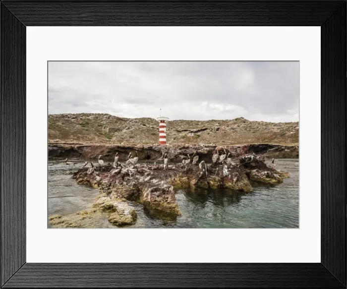 Framed Print : Adult brown pelicans (Pelecanus occidentalis), on Isla Ildefonso, Baja California Sur Framed Print : Adult brown pelicans (Pelecanus occidentalis), on Isla Ildefonso, Baja California Sur
