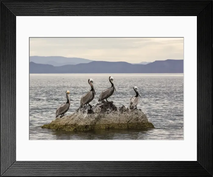 Framed Print : Adult brown pelicans (Pelecanus occidentalis), Isla Ildefonso, Baja California Sur Framed Print : Adult brown pelicans (Pelecanus occidentalis), Isla Ildefonso, Baja California Sur
