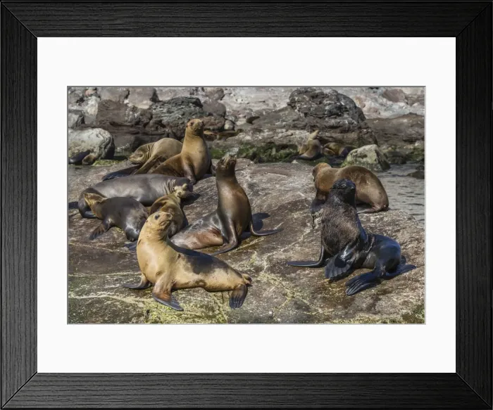 Framed Print : Adult male Guadalupe fur seal (Arctocephalus townsendi) amongst California sea lions