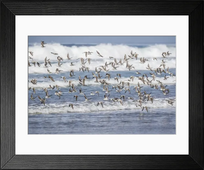 Framed Print : A flock of migrating sanderlings (Calidris alba) taking flight on Sand Dollar Beach Framed Print : A flock of migrating sanderlings (Calidris alba) taking flight on Sand Dollar Beach