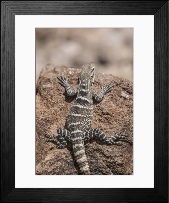 Framed Print : A juvenile spiny-tailed iguana (Ctenosaura conspicuosa), Isla San Esteban, Baja California Framed Print : A juvenile spiny-tailed iguana (Ctenosaura conspicuosa), Isla San Esteban, Baja California