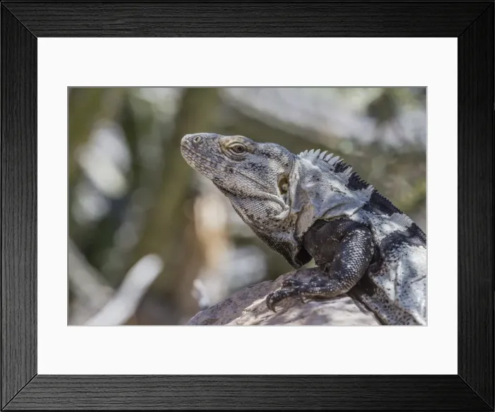 Framed Print : Head detail of an adult male spiny-tailed iguana (Ctenosaura conspicuosa), on Isla San Esteban Framed Print : Head detail of an adult male spiny-tailed iguana (Ctenosaura conspicuosa), on Isla San Esteban