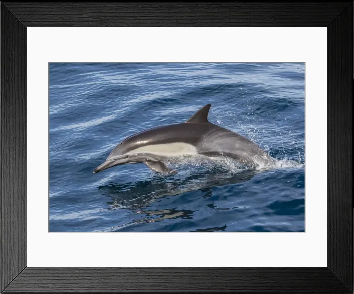 Framed Print : Adult long-beaked common dolphi (Delphinus capensis) leaping near Isla Carmen, Baja California Sur Framed Print : Adult long-beaked common dolphi (Delphinus capensis) leaping near Isla Carmen, Baja California Sur