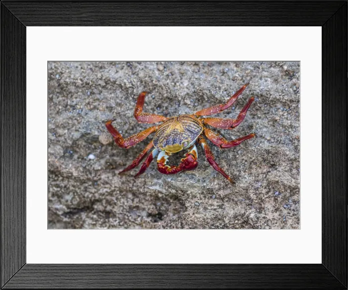 Framed Print : Adult Sally Lightfoot crab (Grapsus grapsus) at low tide on Punta Colorado, Isla San Jose